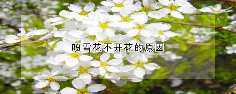 噴雪花不開(kāi)花的原因