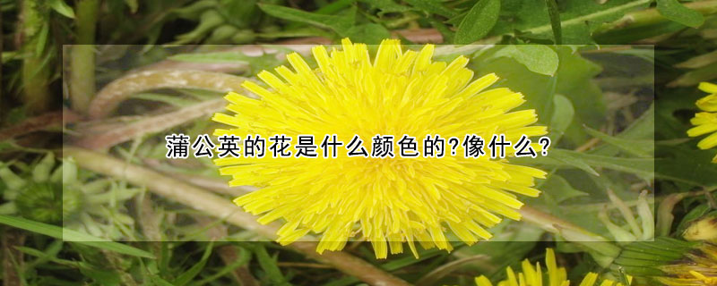 蒲公英的花是什么顏色的?像什么?