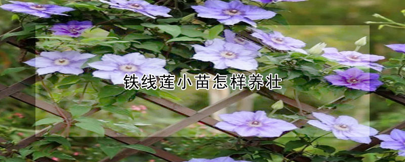 鐵線蓮小苗怎樣養(yǎng)壯