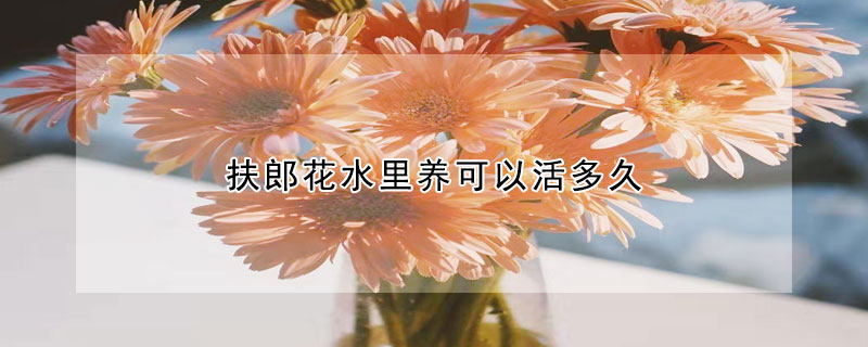 扶郎花水里養(yǎng)可以活多久