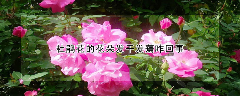 杜鵑花的花朵發(fā)干發(fā)蔫咋回事