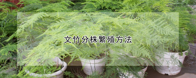 文竹分株繁殖方法