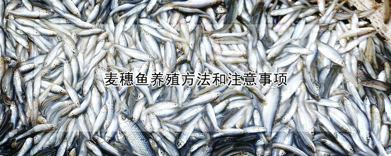 麥穗魚養(yǎng)殖方法和注意事項(xiàng)