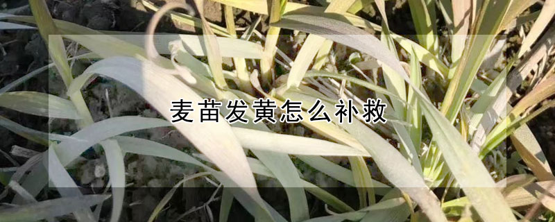 麥苗發(fā)黃怎么補救