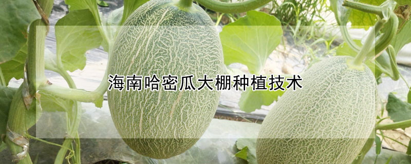 海南哈密瓜大棚種植技術(shù)