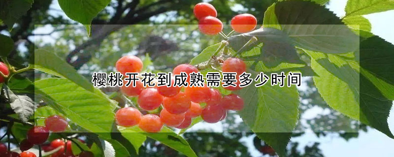 櫻桃開花到成熟需要多少時間