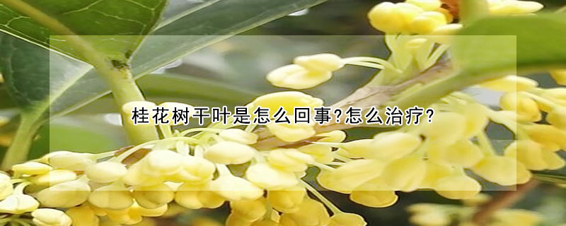 桂花樹(shù)干葉是怎么回事?怎么治療?