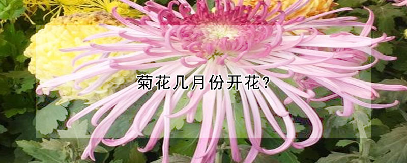 菊花幾月份開(kāi)花?