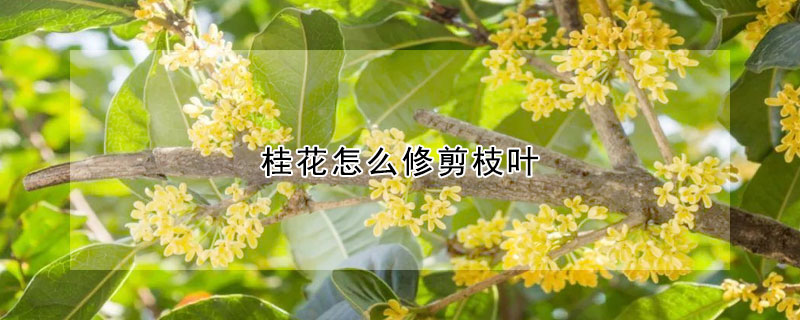 桂花怎么修剪枝葉