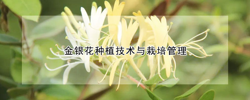 金銀花種植技術與栽培管理