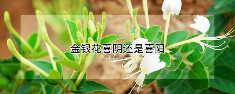 金銀花喜陰還是喜陽(yáng)