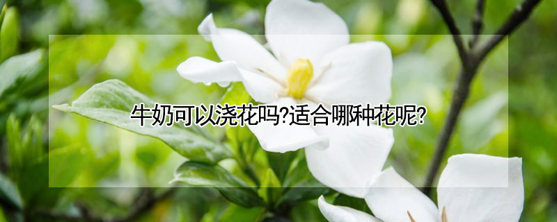 牛奶可以澆花嗎?適合哪種花呢?