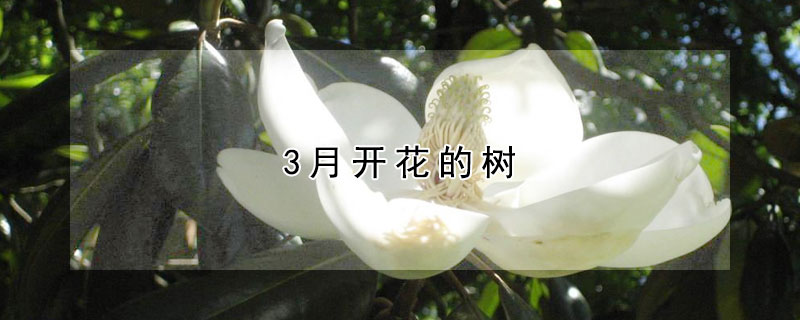 3月開花的樹