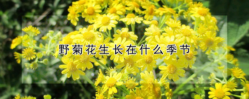 野菊花生長(zhǎng)在什么季節(jié)