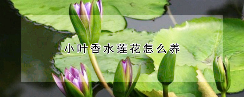 小葉香水蓮花怎么養(yǎng)