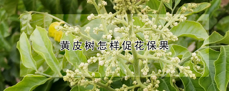 黃皮樹怎樣促花保果