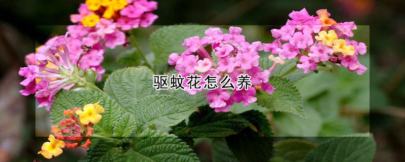 驅蚊花怎么養(yǎng)