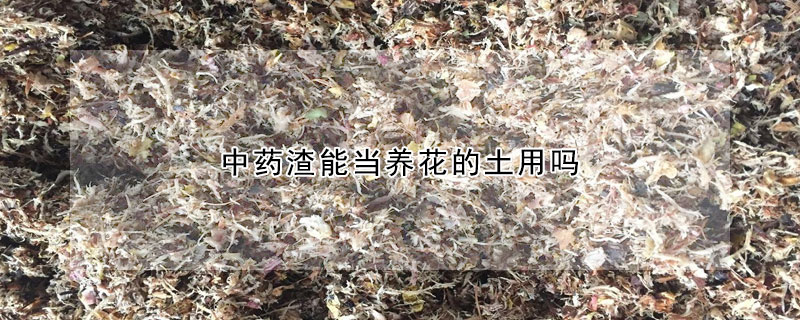 中藥渣能當(dāng)養(yǎng)花的土用嗎