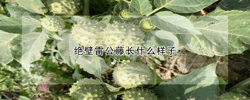 絕壁雷公藤長(zhǎng)什么樣子