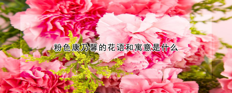 粉色康乃馨的花語和寓意是什么