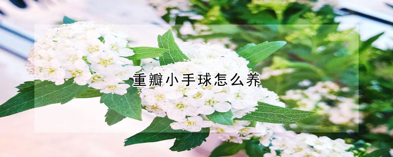 重瓣小手球怎么養(yǎng)