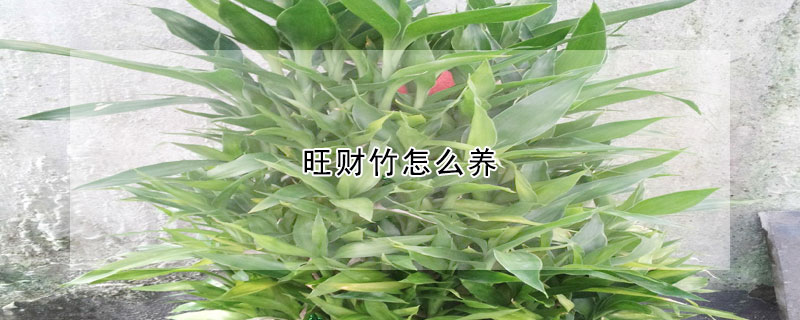 旺財(cái)竹怎么養(yǎng)