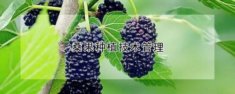 桑果種植技術(shù)管理