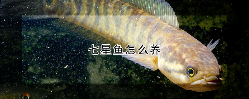 七星魚怎么養