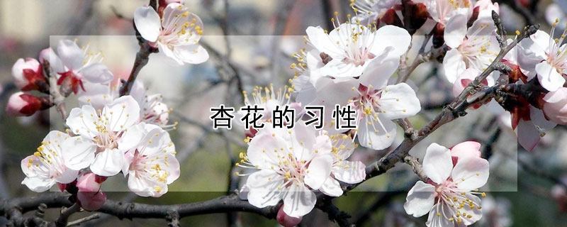 杏花的習(xí)性