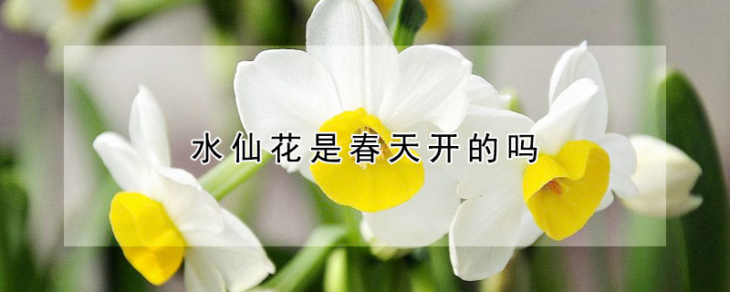 水仙花是春天開的嗎