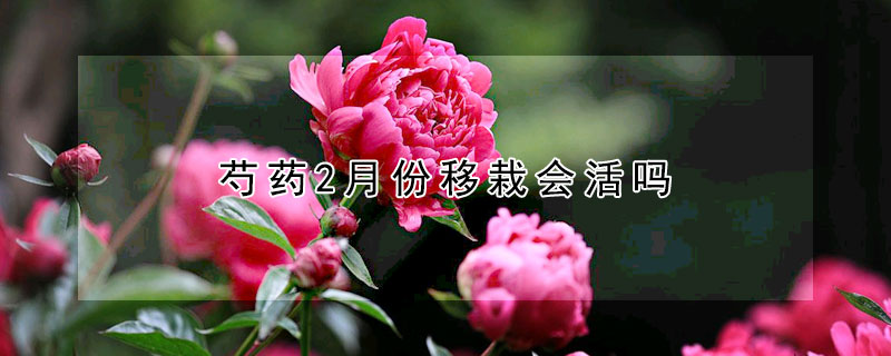 芍藥2月份移栽會活嗎