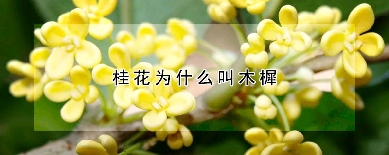 桂花為什么叫木樨