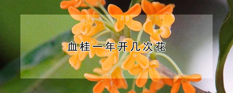 血桂一年開幾次花