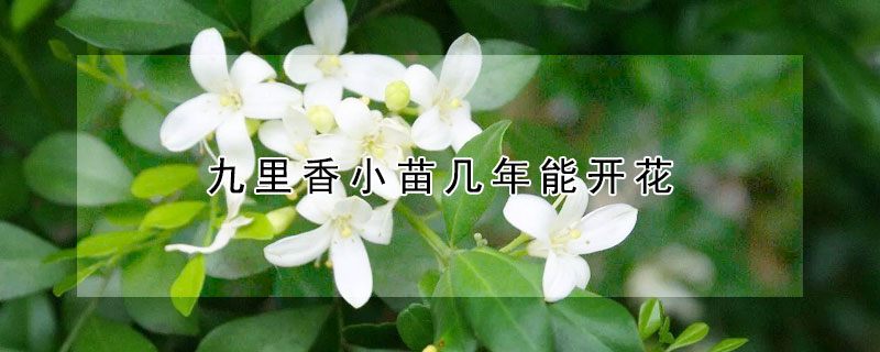 九里香小苗幾年能開花