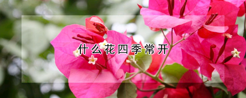 什么花四季常開