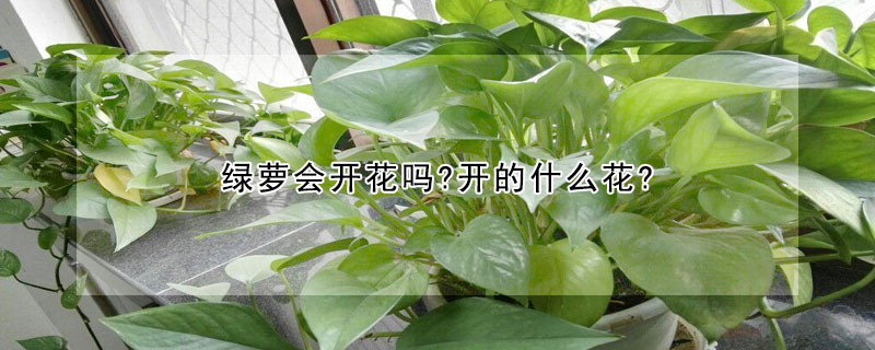 綠蘿會開花嗎?開的什么花?