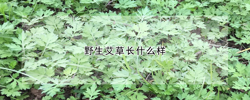 野生艾草長什么樣