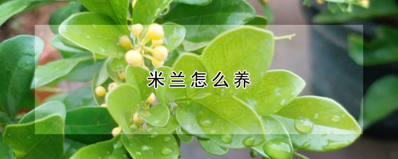 米蘭怎么養(yǎng)