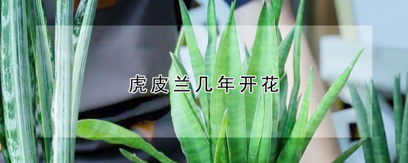 虎皮蘭幾年開花