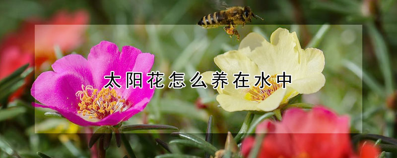 太陽(yáng)花怎么養(yǎng)在水中