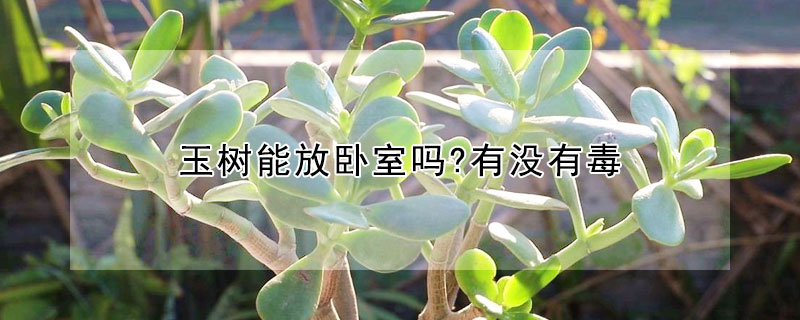 玉樹能放臥室嗎?有沒有毒