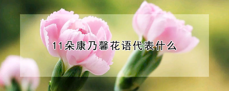 11朵康乃馨花語代表什么