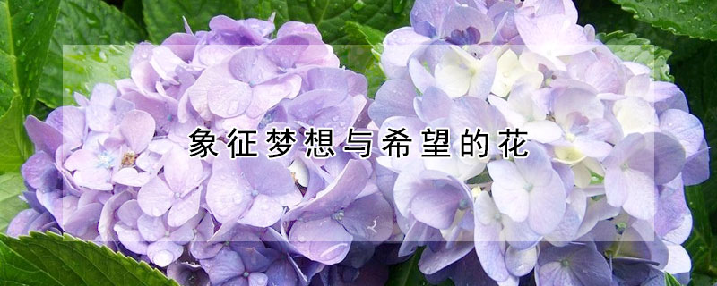 象征夢(mèng)想與希望的花