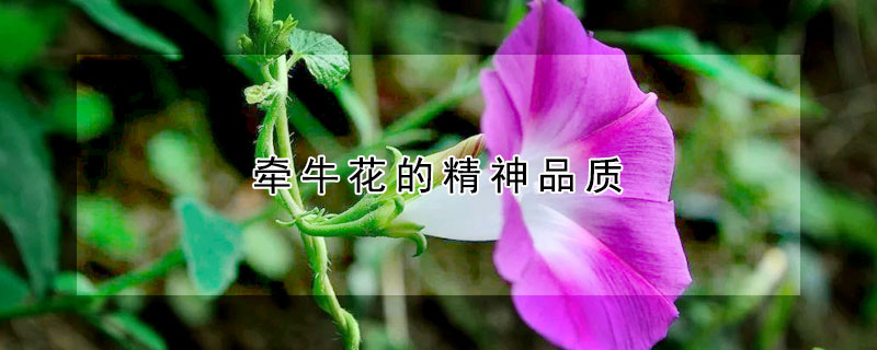 牽牛花的精神品質(zhì)