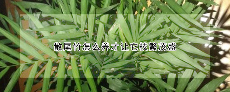 散尾竹怎么養(yǎng)才讓它枝繁茂盛