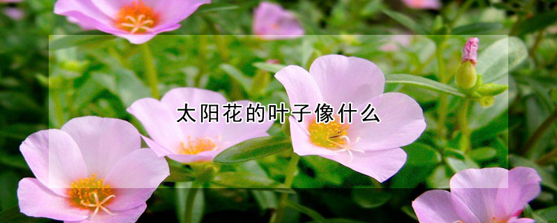 太陽(yáng)花的葉子像什么