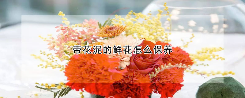 帶花泥的鮮花怎么保養(yǎng)