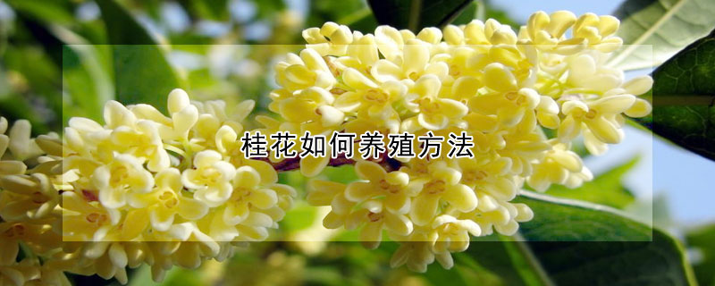 桂花如何養殖方法