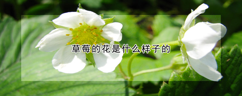 草莓的花是什么樣子的