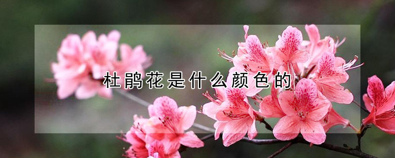 杜鵑花是什么顏色的